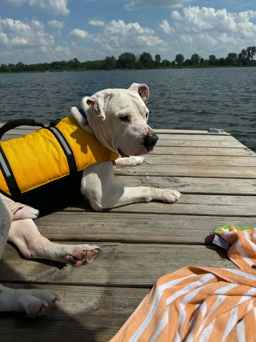 Pinecone, an adoptable American Pit Bull Terrier in Germantown, OH