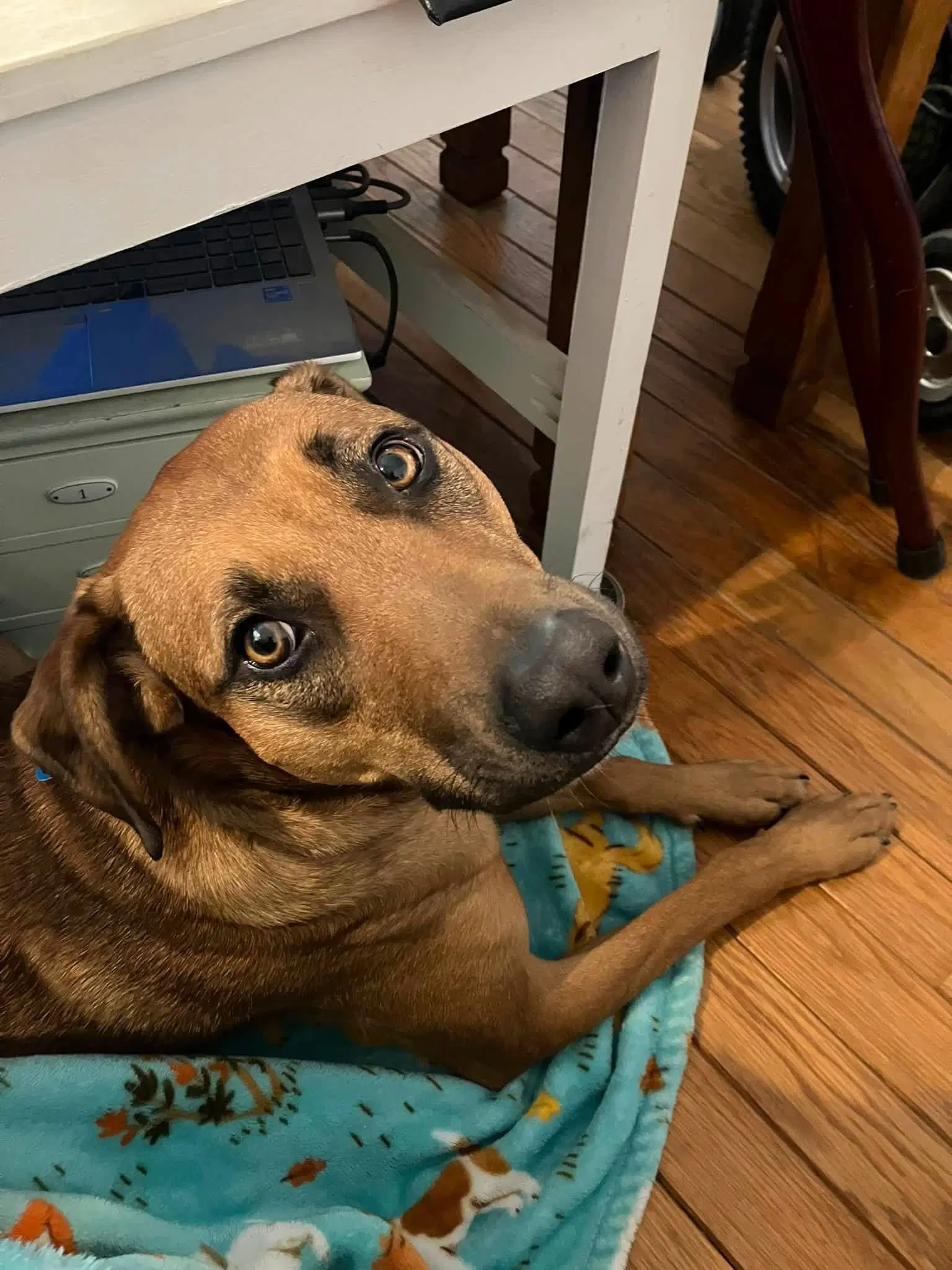 Green Bean - Hound