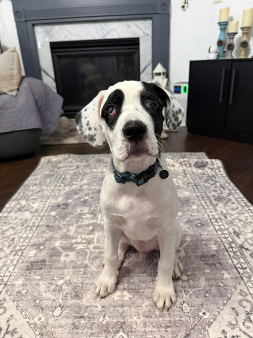 picture of the dog needing adoption