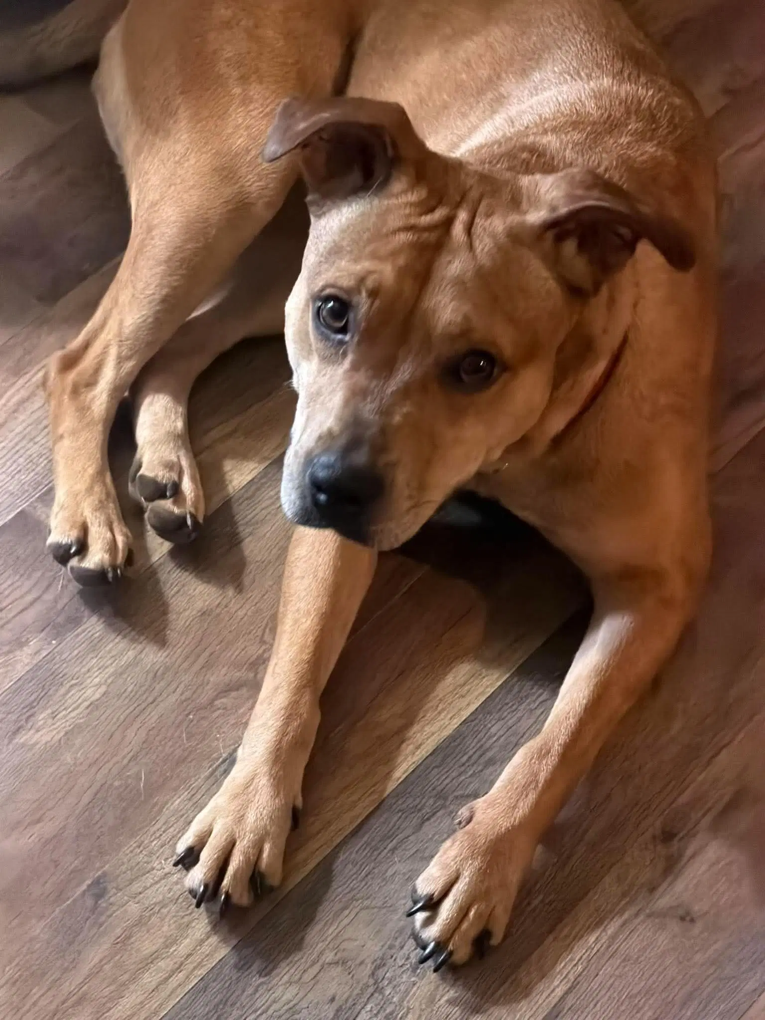 Pillow - Catahoula Leopard Dog