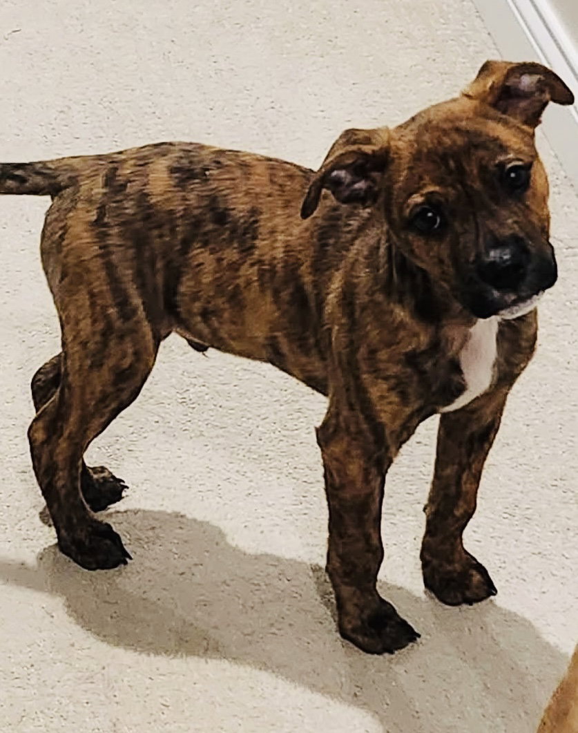 Teine “Tiny Dog” Image