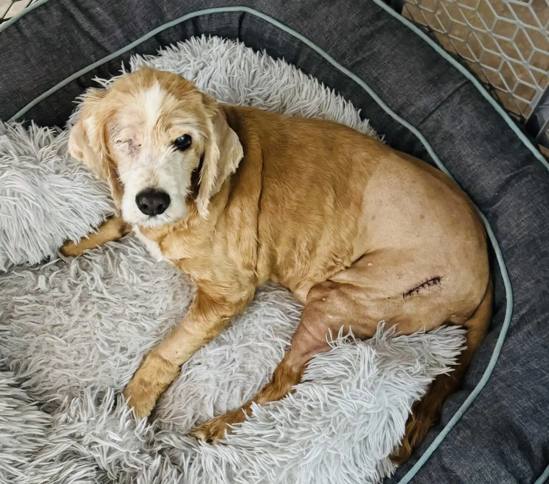 Chestnut - Cocker Spaniel