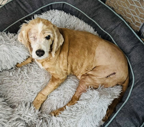 picture of the dog needing adoption