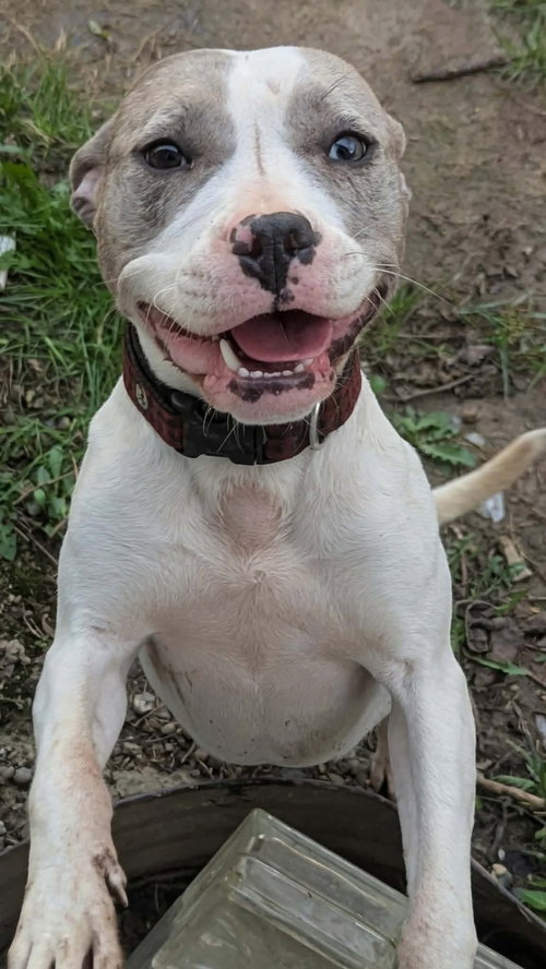 Samara, an adoptable American Pit Bull Terrier in Germantown, OH