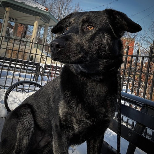 picture of the dog needing adoption