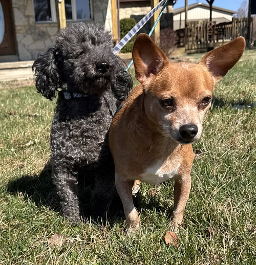 picture of the dog needing adoption