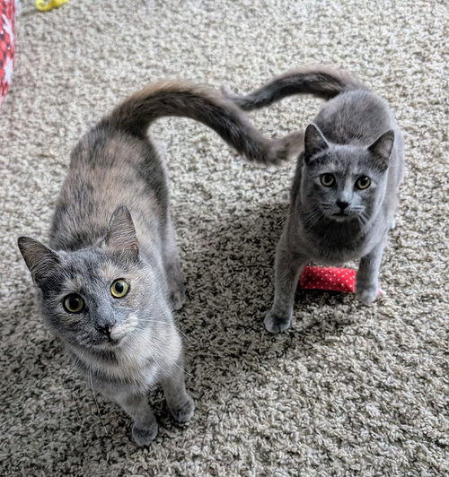picture of the cat needing adoption