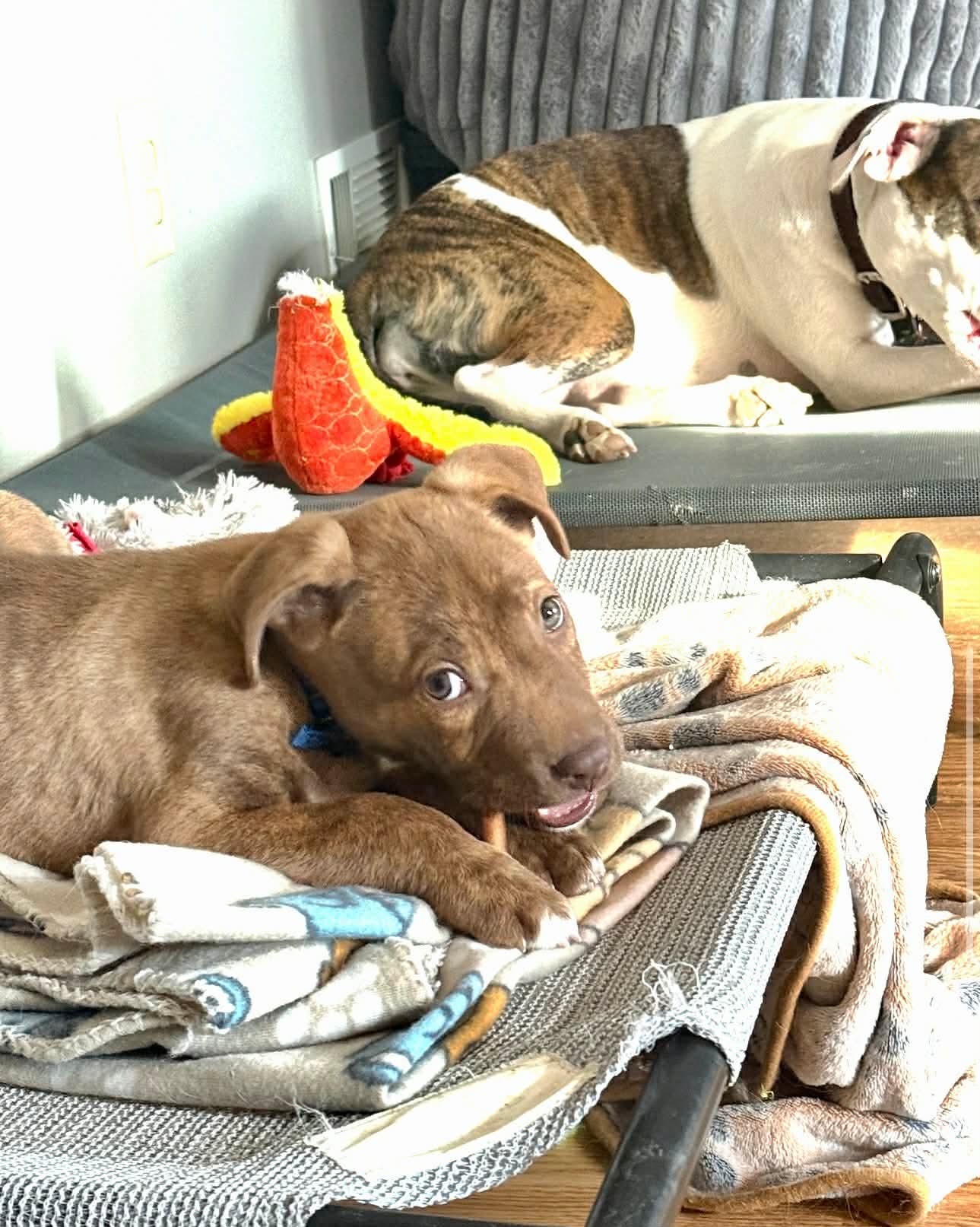 Pit Bull
