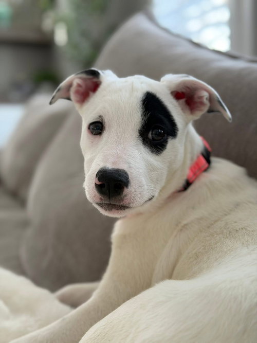picture of the dog needing adoption