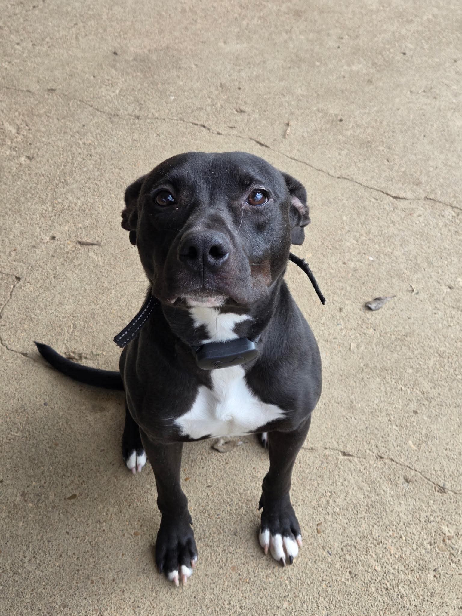 Pit Bull