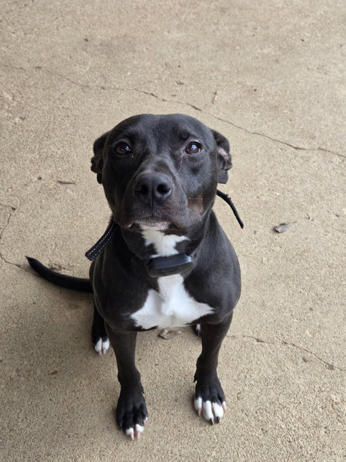 picture of the dog needing adoption