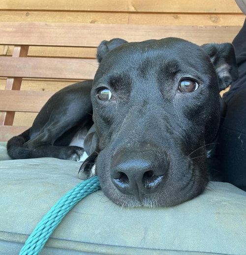 picture of the dog needing adoption