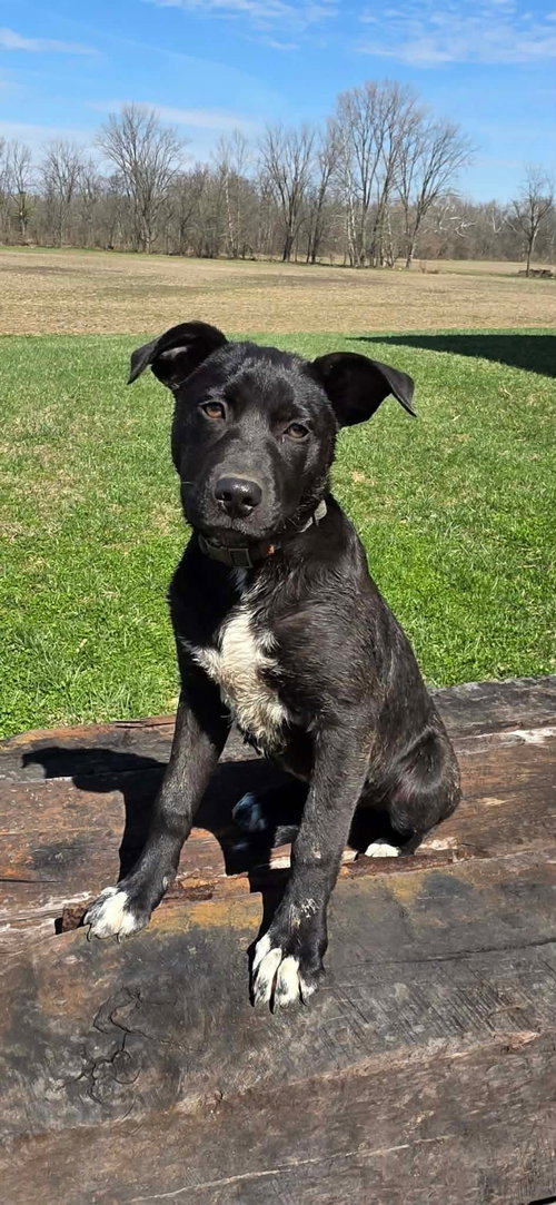 picture of the dog needing adoption