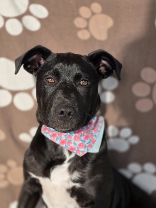 Olga, an adoptable Labrador Retriever in Germantown, OH