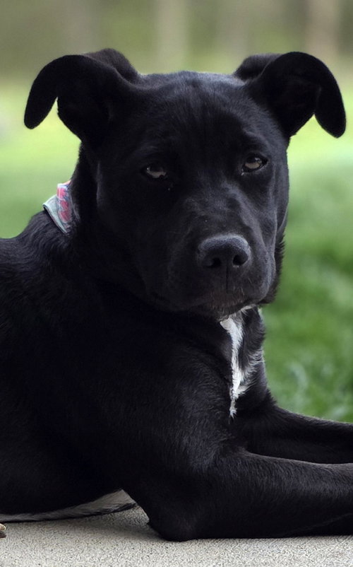 picture of the dog needing adoption