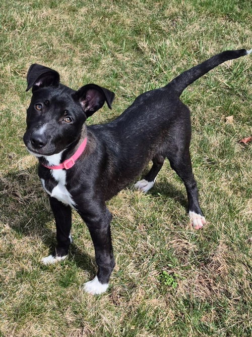 picture of the dog needing adoption