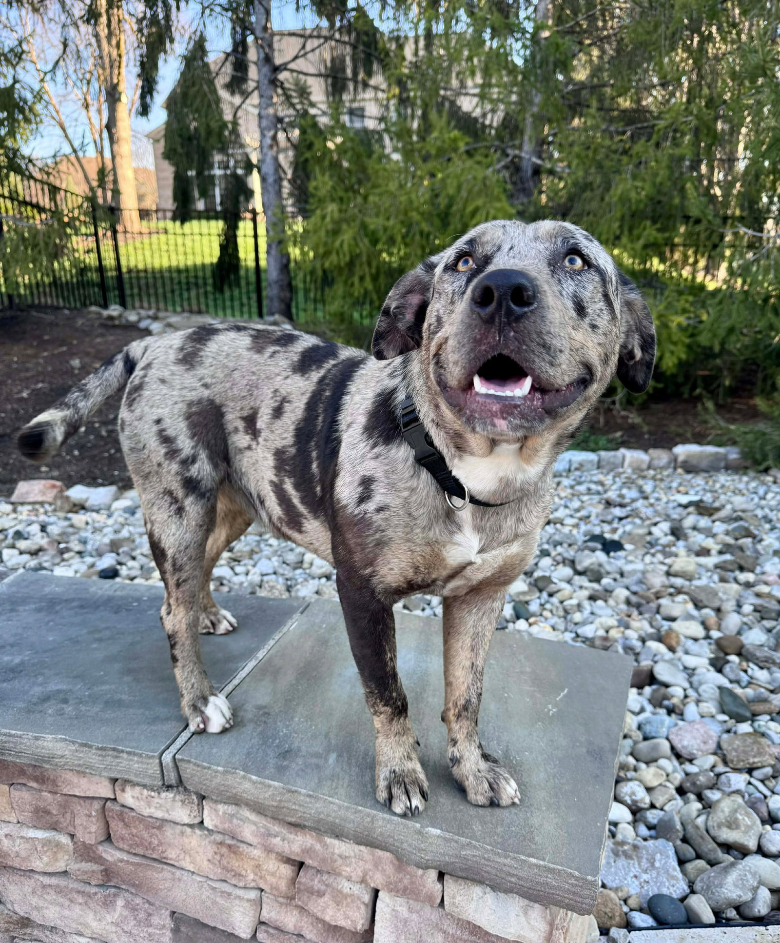Catahoula Leopard Dog
