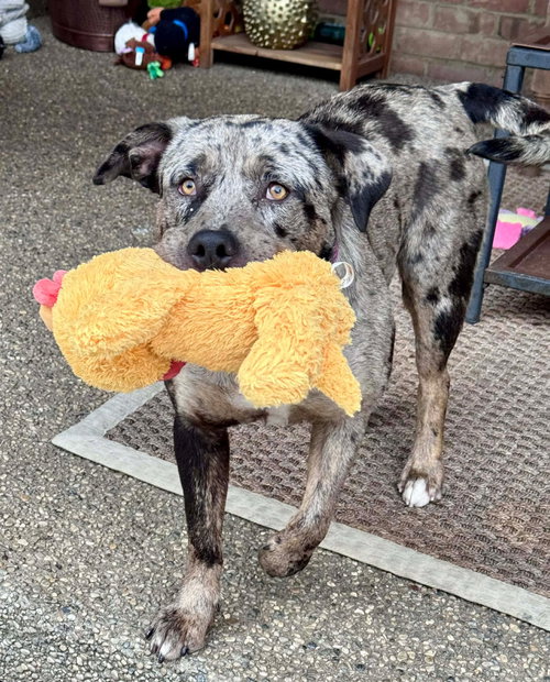 Kimtofer, an adoptable Catahoula Leopard Dog in Germantown, OH