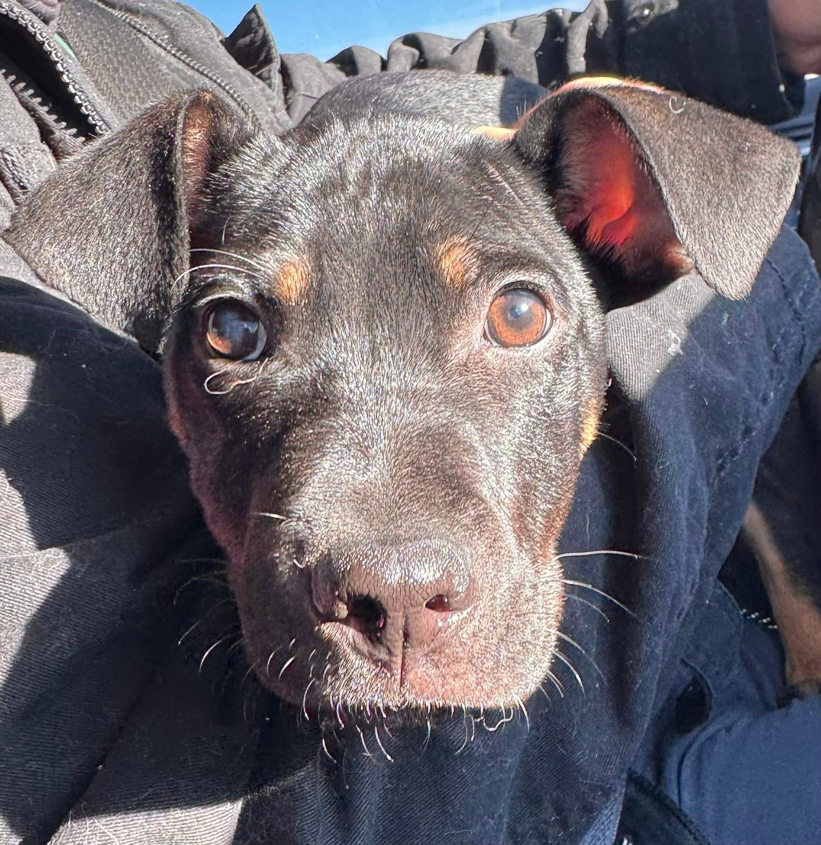 German Pinscher