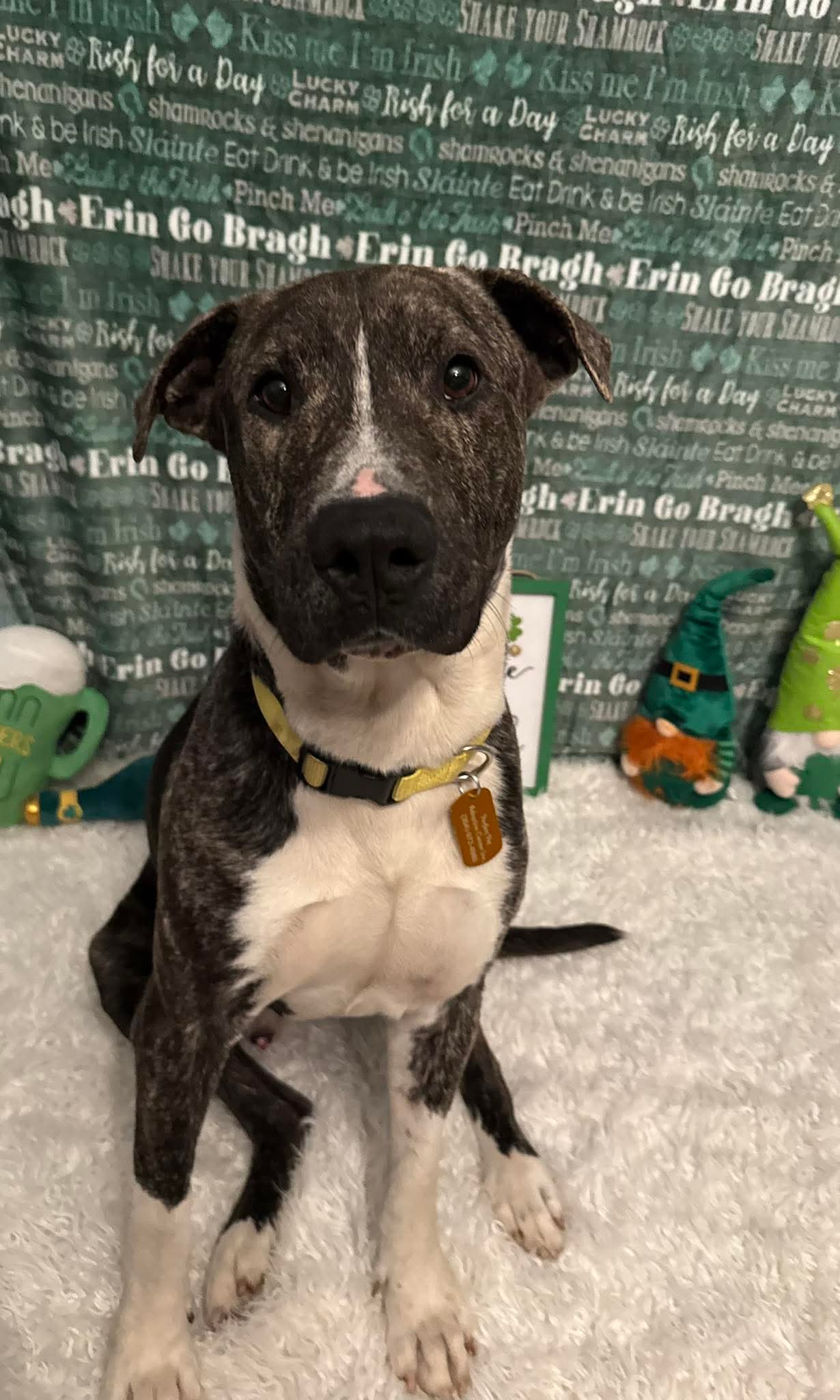 Pit Bull