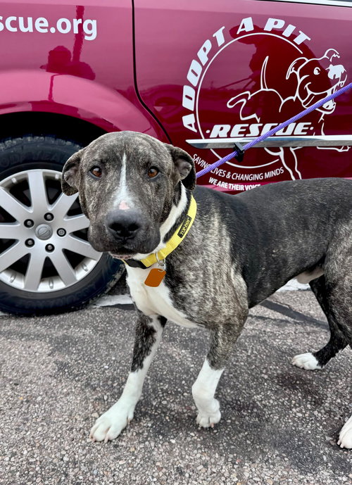 picture of the dog needing adoption