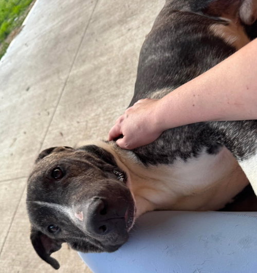 Earl Greyer, an adoptable American Pit Bull Terrier in Germantown, OH