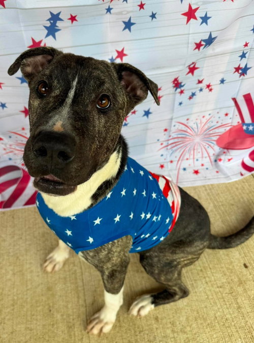 Earl Greyer, an adoptable American Pit Bull Terrier in Germantown, OH