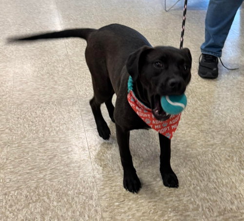 picture of the dog needing adoption