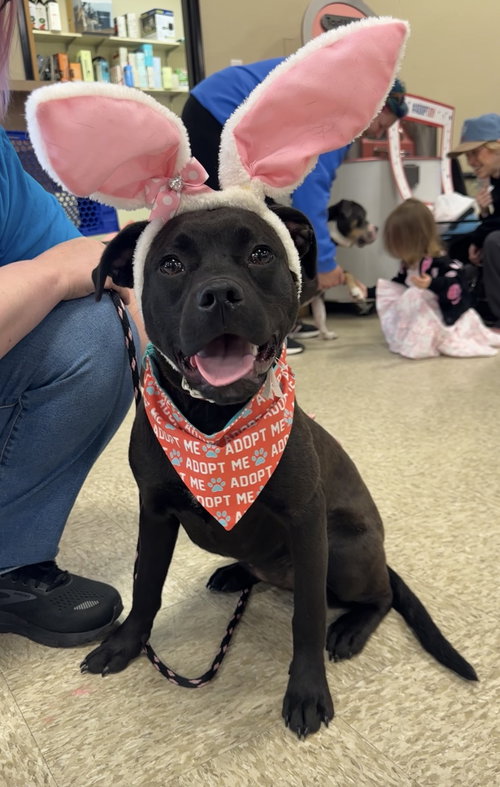 Cortina, an adoptable Black Labrador Retriever in Germantown, OH