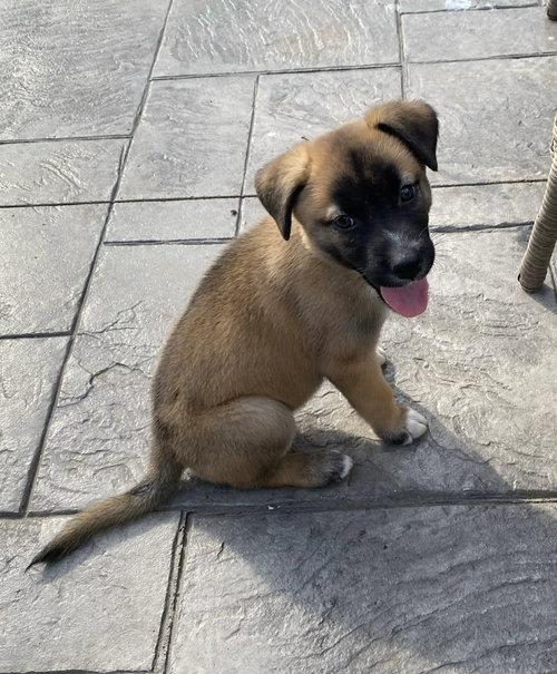picture of the dog needing adoption
