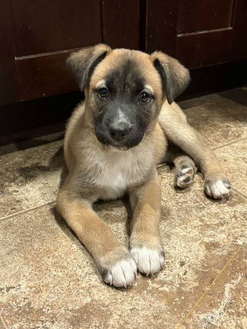 Astoria, an adoptable Shepherd in Germantown, OH