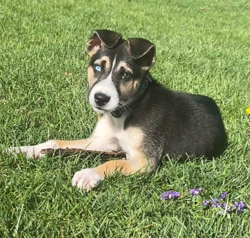 Hyde, an adoptable Husky in Germantown, OH