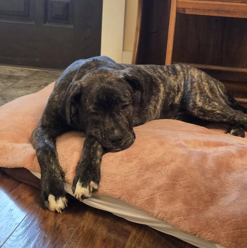 picture of the dog needing adoption