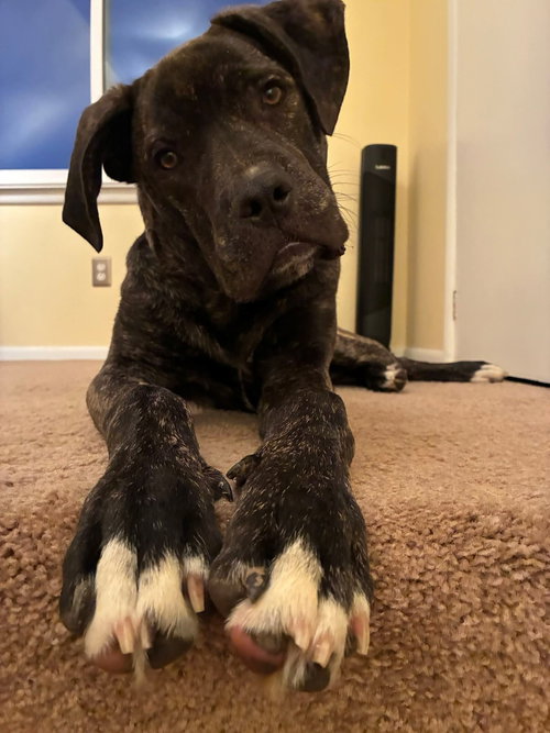 picture of the dog needing adoption