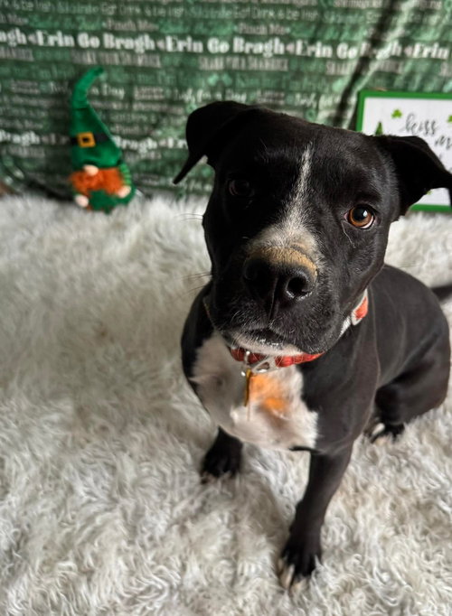 picture of the dog needing adoption
