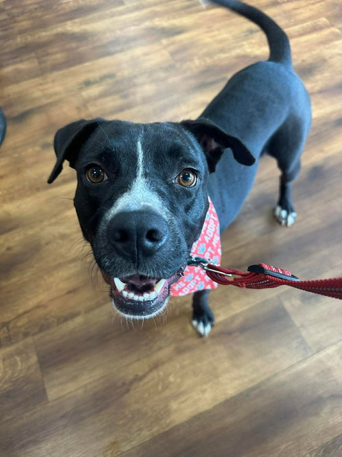 Damascus, an adoptable American Pit Bull Terrier in Germantown, OH