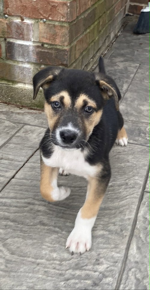 picture of the dog needing adoption