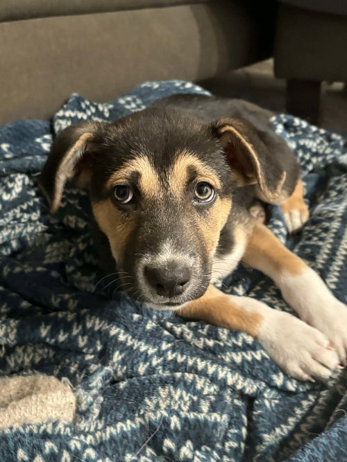 Lenox, an adoptable Shepherd in Germantown, OH