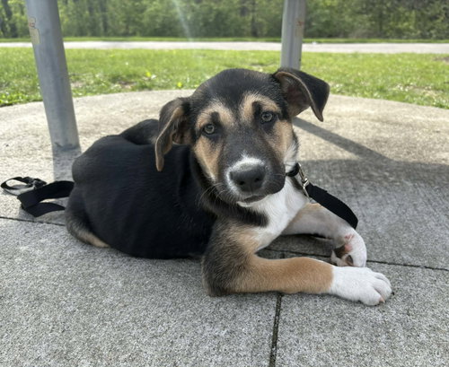 picture of the dog needing adoption