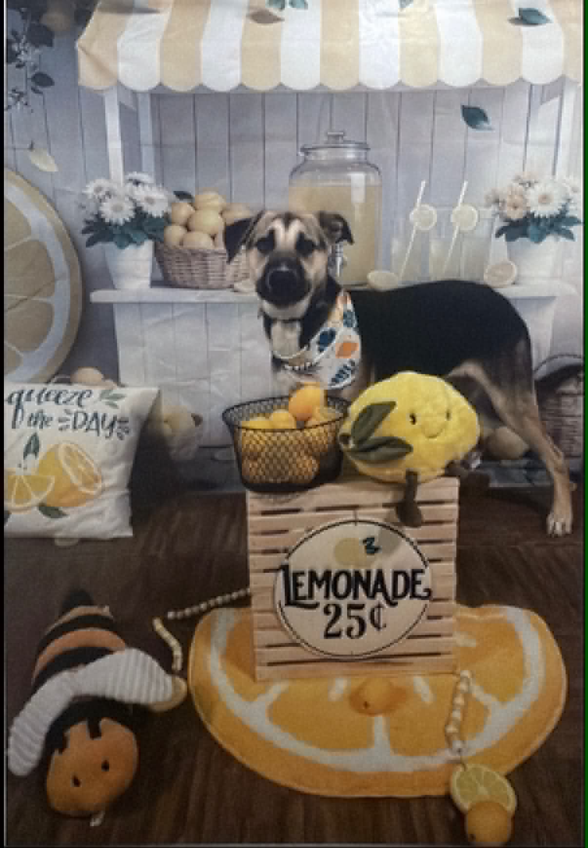 Lenox - Shepherd