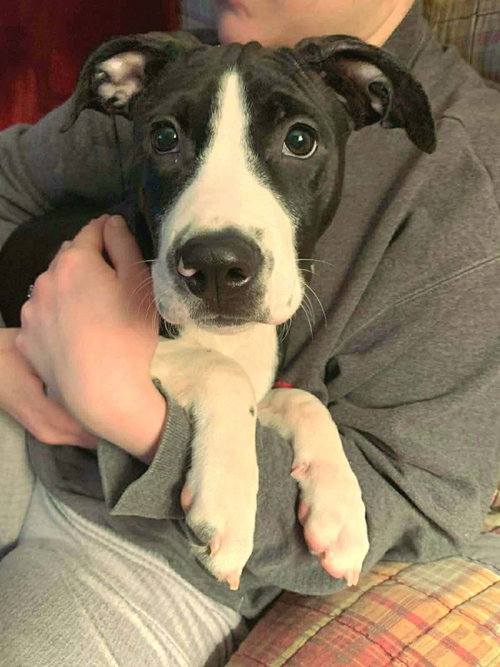 picture of the dog needing adoption