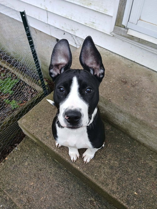 picture of the dog needing adoption