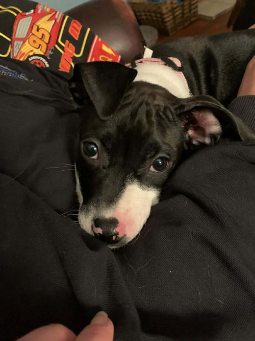 Nyla Noon, an adoptable American Pit Bull Terrier in Germantown, OH