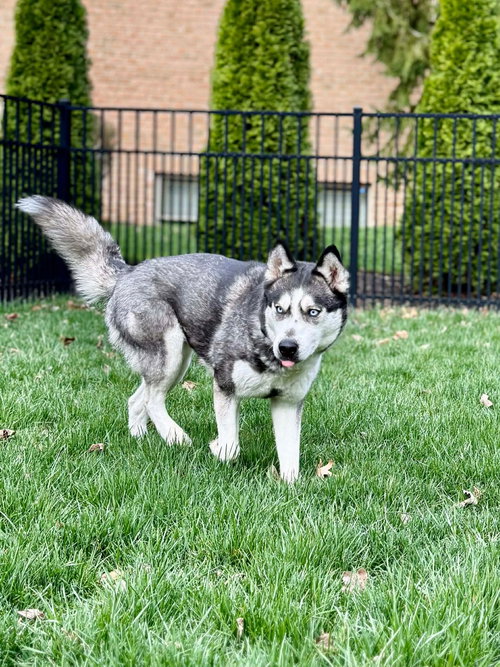 picture of the dog needing adoption