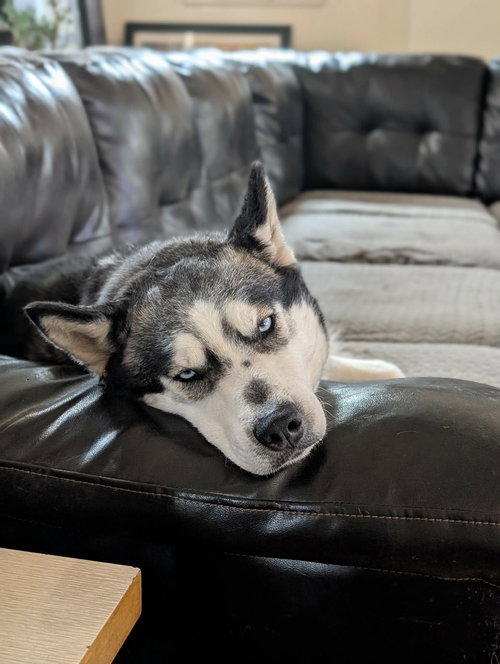 picture of the dog needing adoption