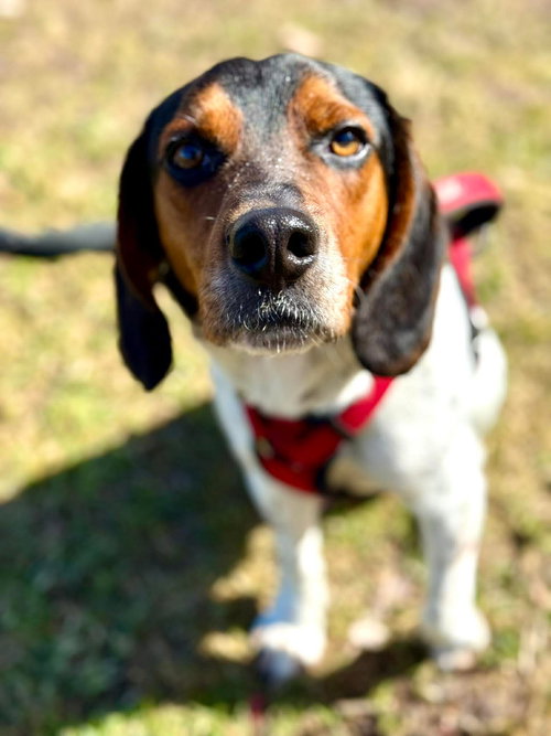 Baptiste, an adoptable Beagle in Germantown, OH