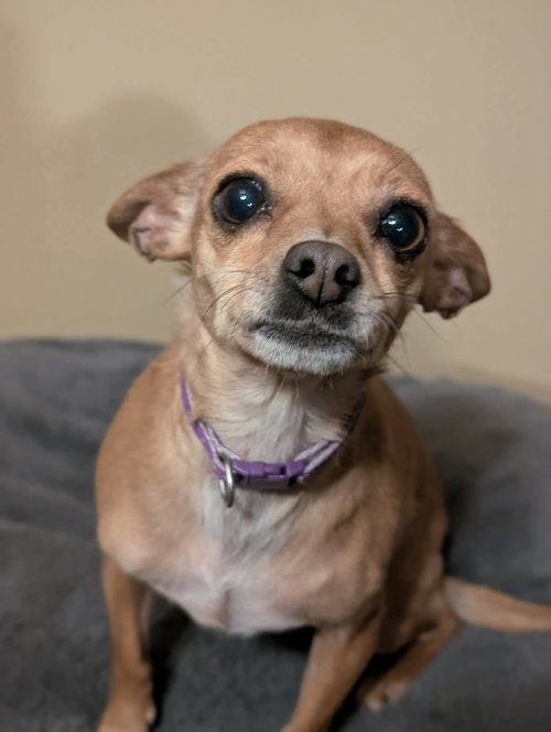 Chichi, an adoptable Chihuahua in Germantown, OH