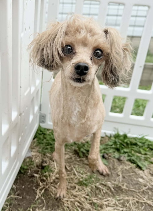 Fallon, an adoptable Poodle in Germantown, OH