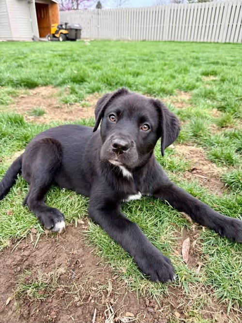 Lumen, an adoptable Labrador Retriever in Germantown, OH