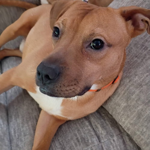 Toblerone, an adoptable American Pit Bull Terrier in Germantown, OH